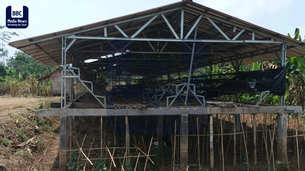 kandang ayam bundes cijengkol