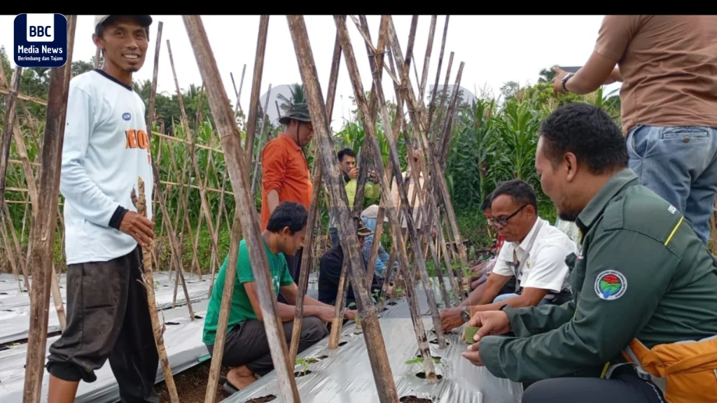 optimalisasi pertanian cabai desa seuseupan