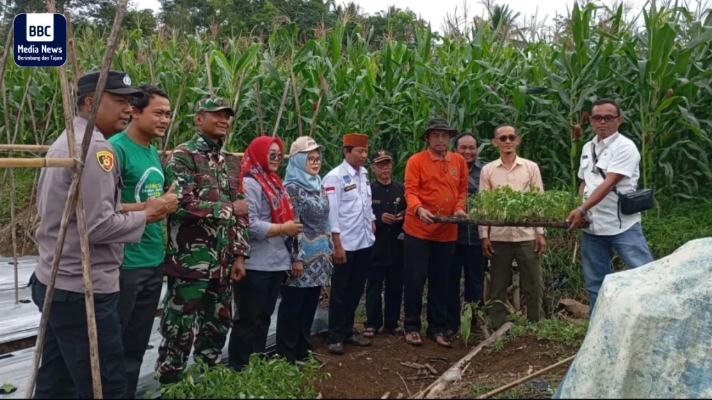 pertanian cabai desa seuseupan